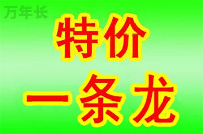 广东省开平市龙胜镇墓地价格 